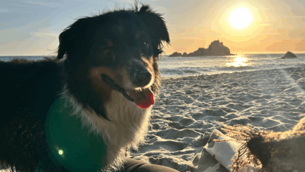 https://sadik-o.com - Medical Expenses for Tobie