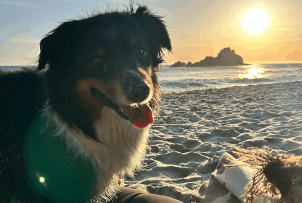 https://sadik-o.com - Medical Expenses for Tobie