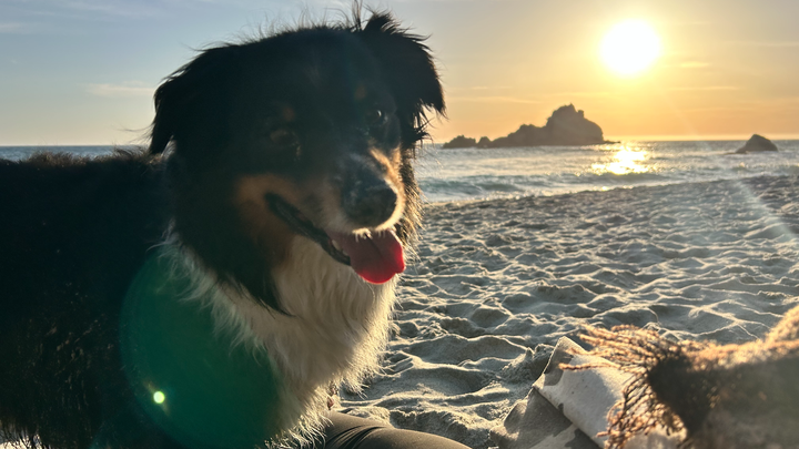 Medical Expenses for Tobie