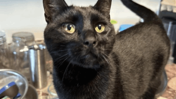 https://sadik-o.com - Emergency Surgery for Pazzy