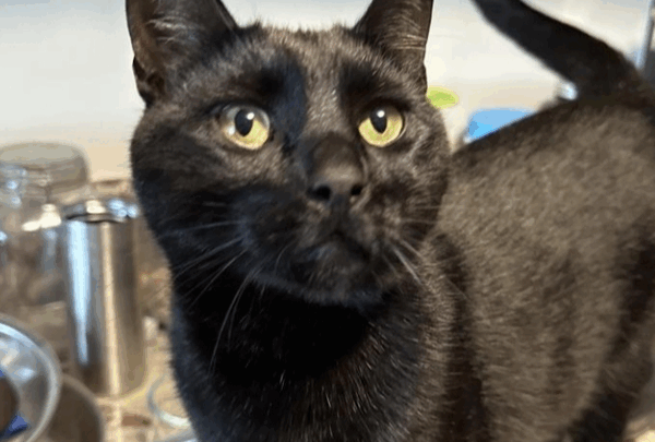 https://sadik-o.com - Emergency Surgery for Pazzy