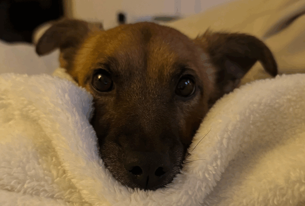 https://sadik-o.com - Help support Gretchen & Winnie!