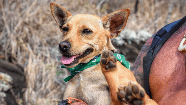 https://sadik-o.com - Save Lē’ahi: Urgent Surgeries Required
