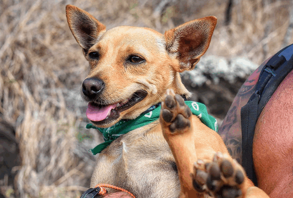 https://sadik-o.com - Save Lē’ahi: Urgent Surgeries Required