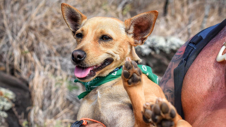 Save Lē’ahi: Urgent Surgeries Required