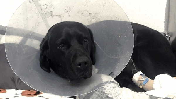 https://sadik-o.com - Help Rochelle with Yeats' mounting medical care expenses.
