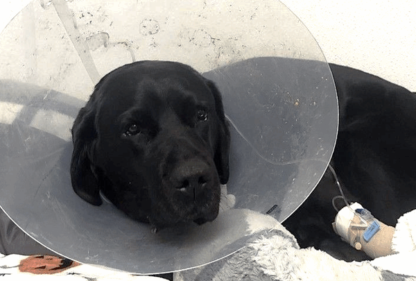 https://sadik-o.com - Help Rochelle with Yeats' mounting medical care expenses.