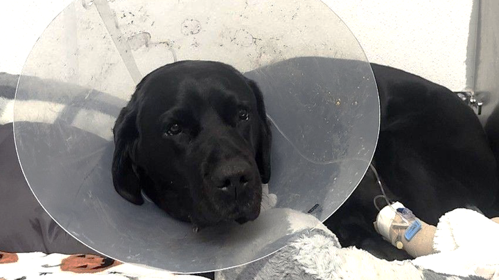Help Rochelle with Yeats’ mounting medical care expenses.
