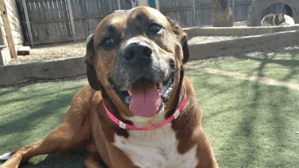 https://sadik-o.com - Bosco and I need your HELP
