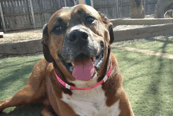https://sadik-o.com - Bosco and I need your HELP