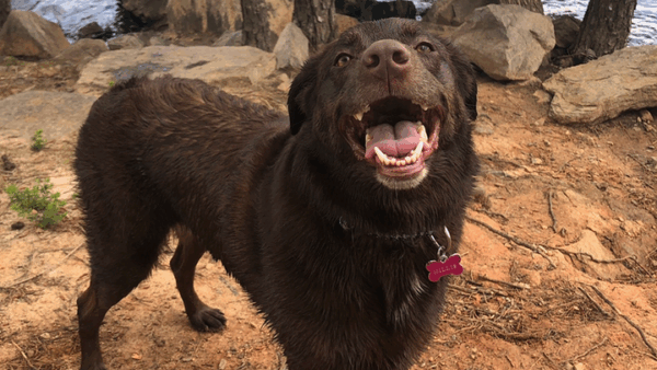 https://sadik-o.com - Support Millie's Road to Recovery