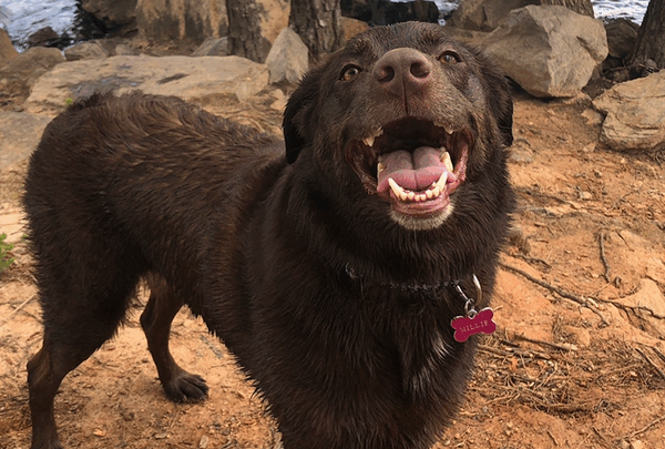 https://sadik-o.com - Support Millie's Road to Recovery