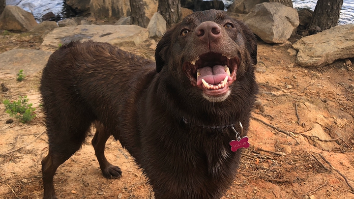 Support Millie’s Road to Recovery