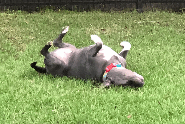https://sadik-o.com - Piper Needs Your Help for Life-Saving Surgery