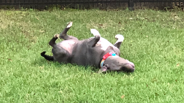 Piper Needs Your Help for Life-Saving Surgery