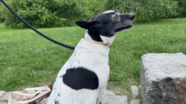 https://sadik-o.com - Help Luna Heal: Support New Parents Jill & Chris