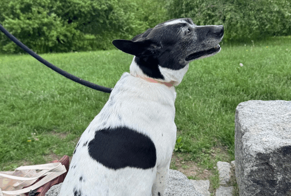 https://sadik-o.com - Help Luna Heal: Support New Parents Jill & Chris