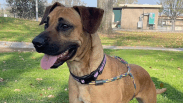 https://sadik-o.com - Support My Sister and Her Dog Bonnie
