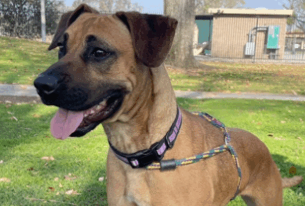 https://sadik-o.com - Support My Sister and Her Dog Bonnie