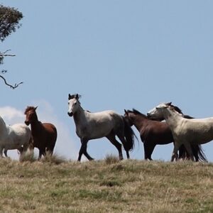 We're Walking for Brumbies