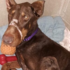 Help us with the lost Doberman - – Sadik-O