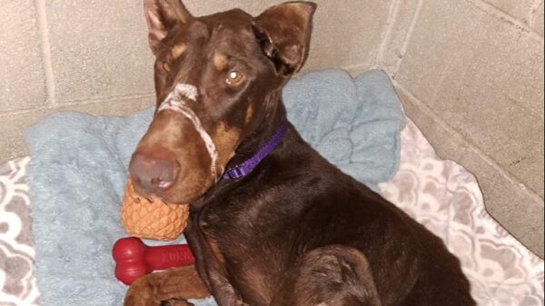 Help us with the lost Doberman - – Sadik-O