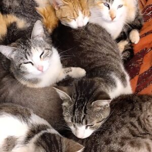 Support Us, Help Neuter & Nurture Abandoned Cats of Essaouira!