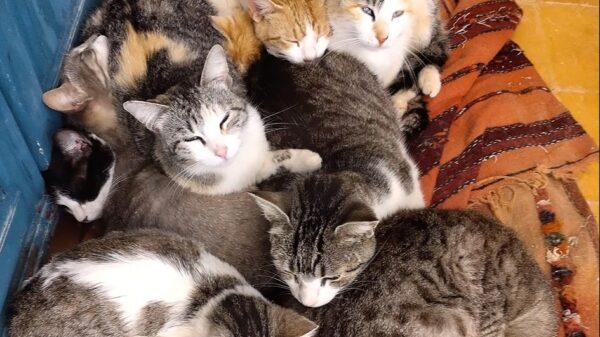 Support Us, Help Neuter & Nurture Abandoned Cats of Essaouira!