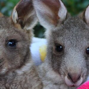 Help us build a wombat & kangaroo enclosure