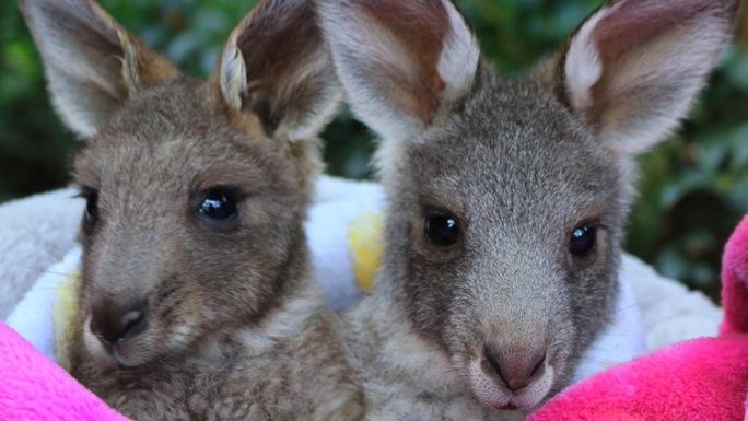 Help us build a wombat & kangaroo enclosure
