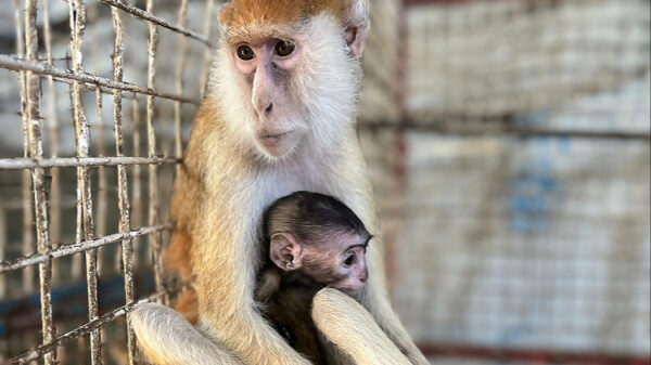 Rafah Zoo Rescue Operation