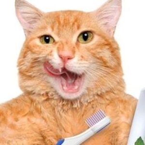 Our Kitties Need A Dentist!