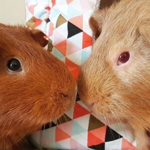 Alittlebitiffy Animal Sanctuary Fundraiser