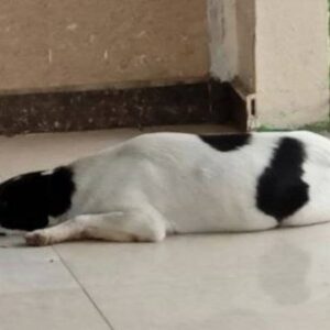 Stray dogs looking for home and food