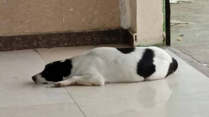 Stray dogs looking for home and food