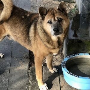 Support for Bali Street Dogs