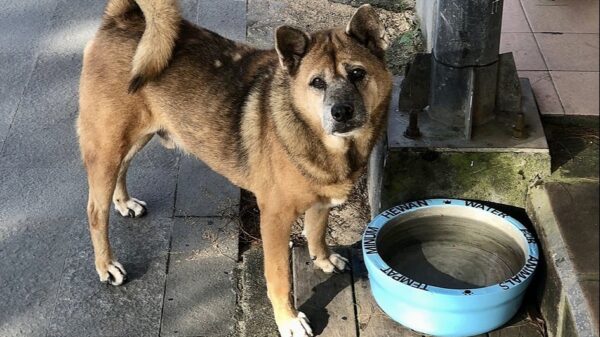 Support for Bali Street Dogs