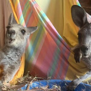 Help Our Animal Sanctuary Through Bushfire Season