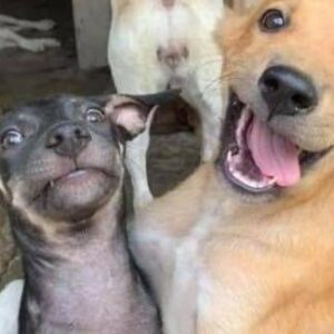 help rescue more puppies
