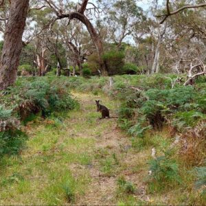 Save The Briars Wildlife Sanctuary