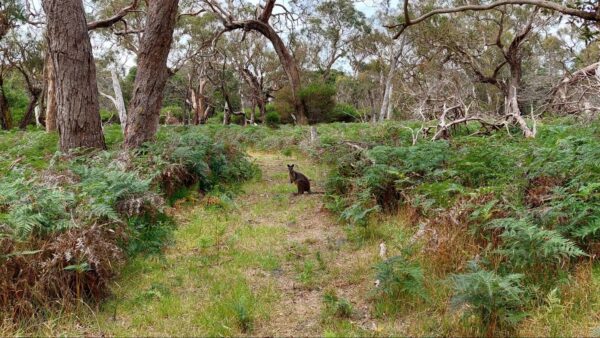 Save The Briars Wildlife Sanctuary
