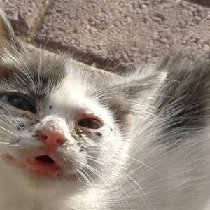 Kitten Rescue Alert - these sweeties need your support