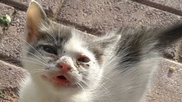 Kitten Rescue Alert - these sweeties need your support