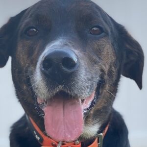 Help Tuzik get a new hip!