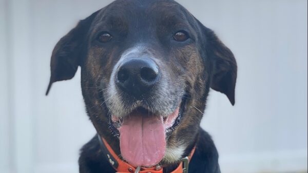 Help Tuzik get a new hip!