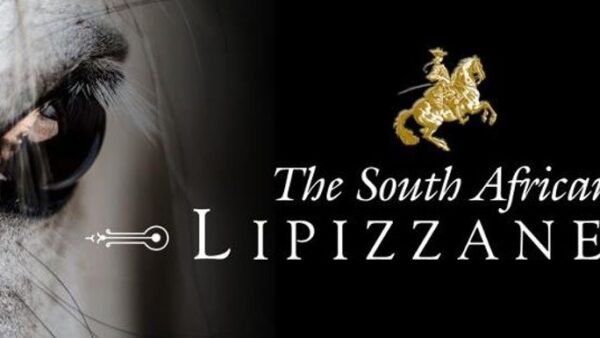 Lipizzaner Urgent Medical Rescue - – Sadik-O