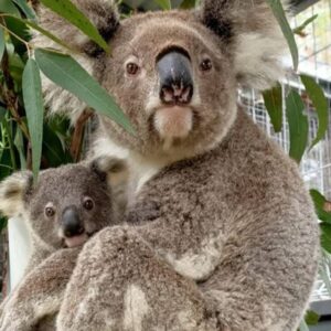 Help Thirsty Koalas Devastated by Recent Fires