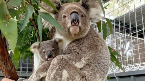 Help Thirsty Koalas Devastated by Recent Fires