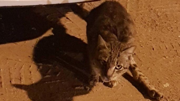 Two street cats needing urgent help