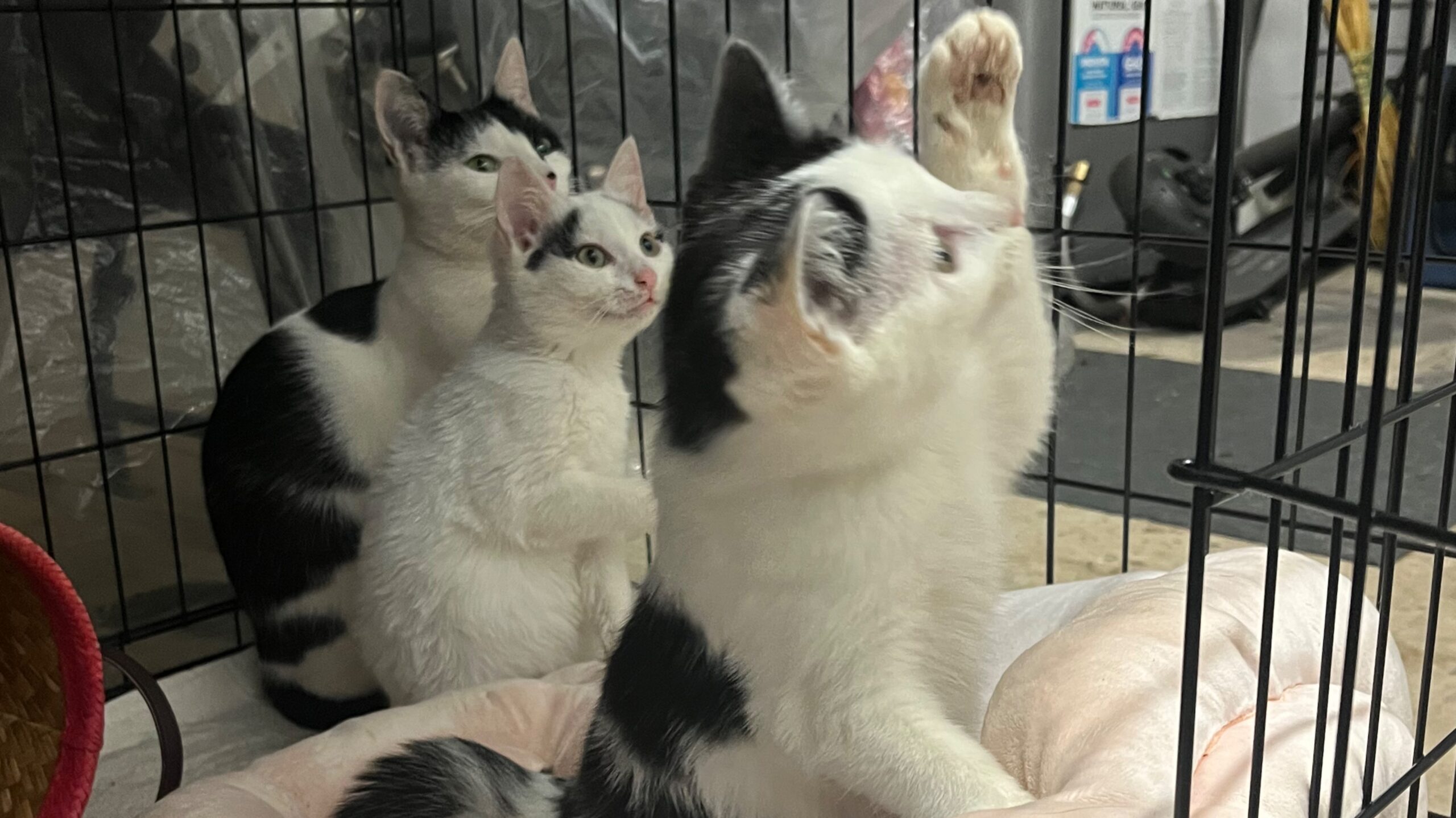 Birth and Foster Cats